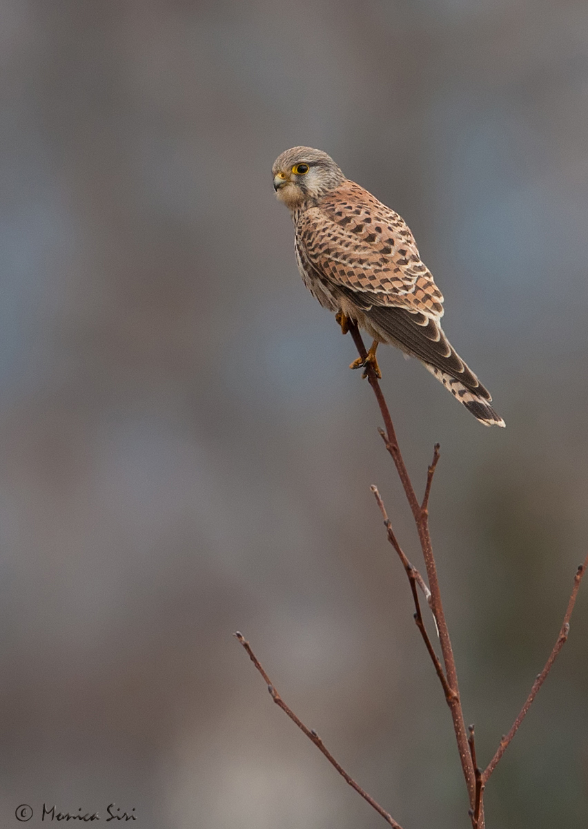 European Kestrel