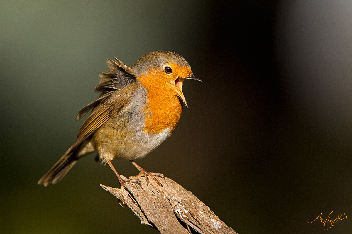 Singing Robin