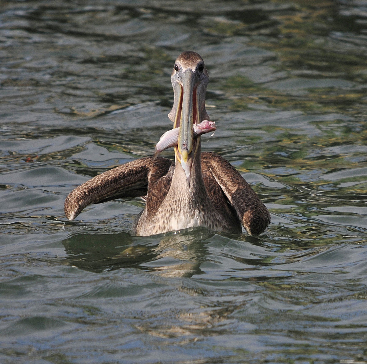 Proud Pelican