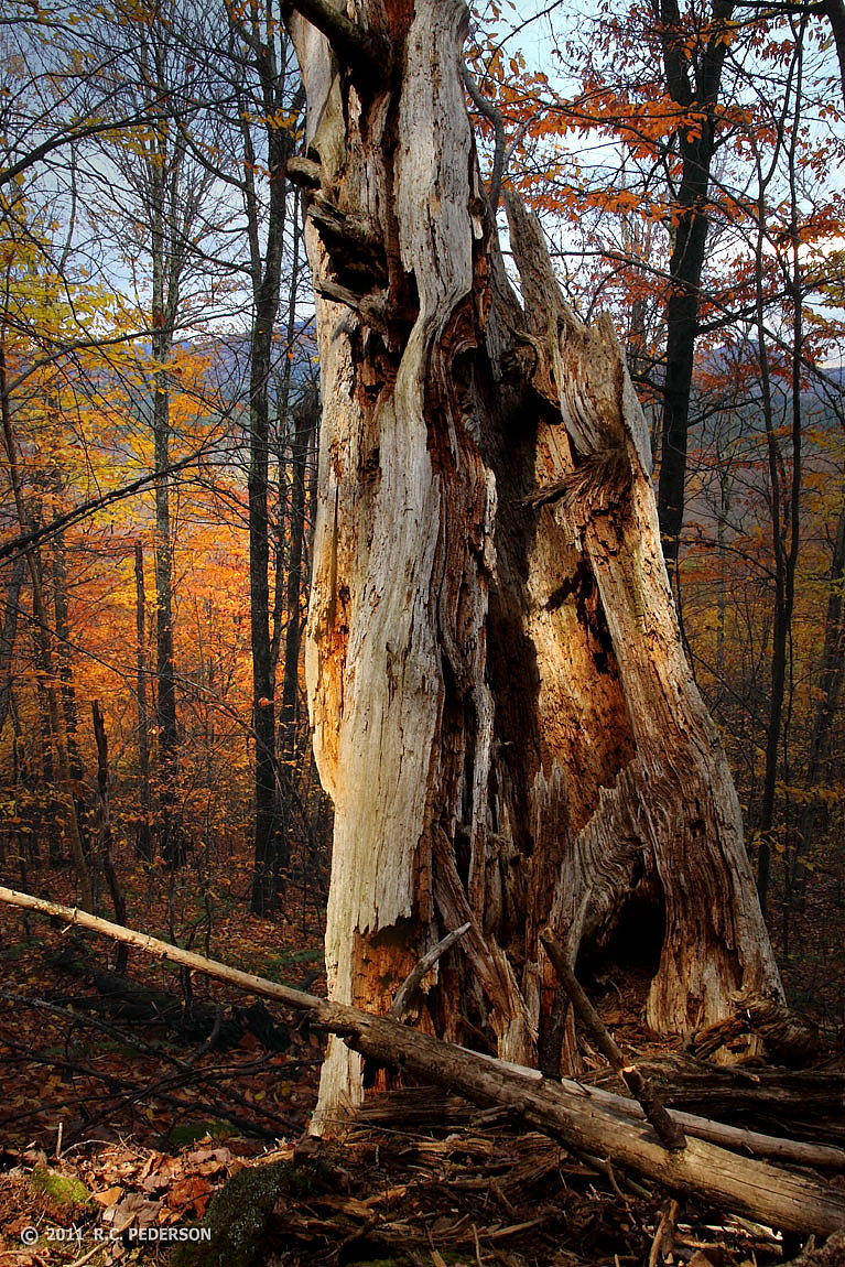 Autumn Requiem
