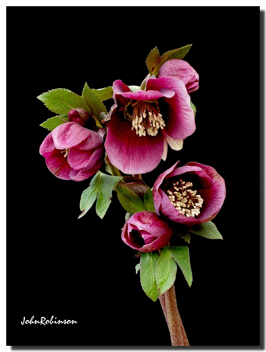 Hellebore