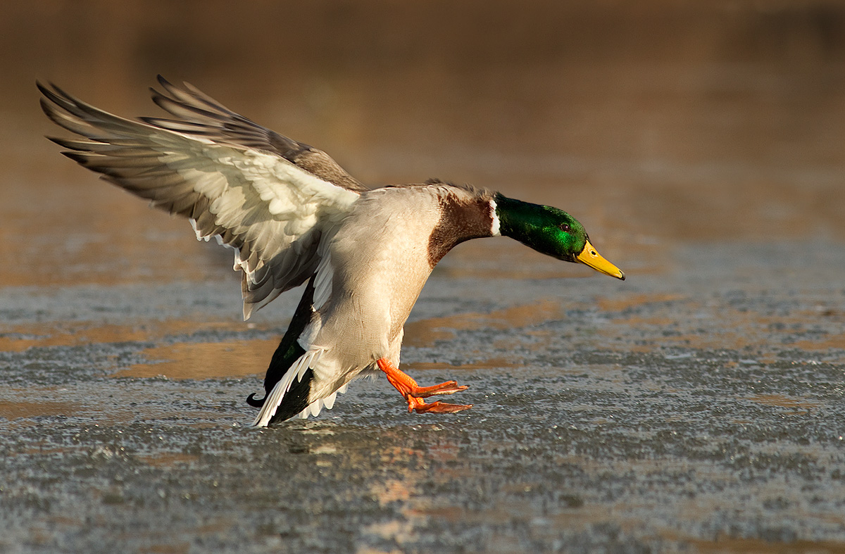 Mallard icey landing.