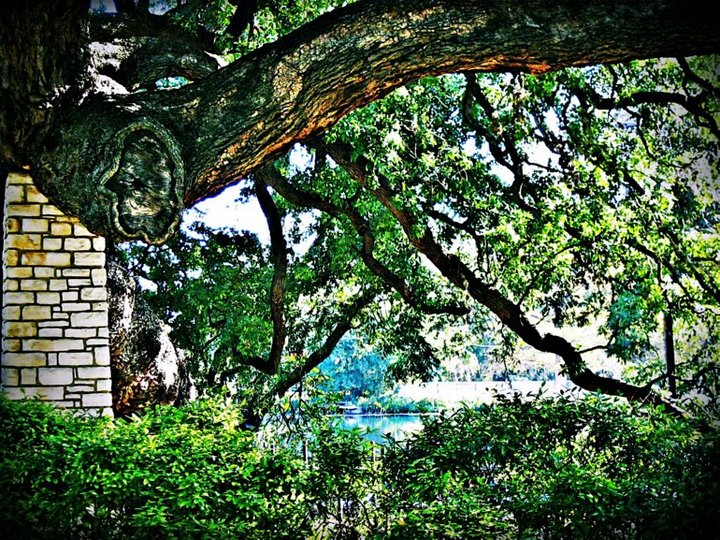 Leanin' Oak Scene