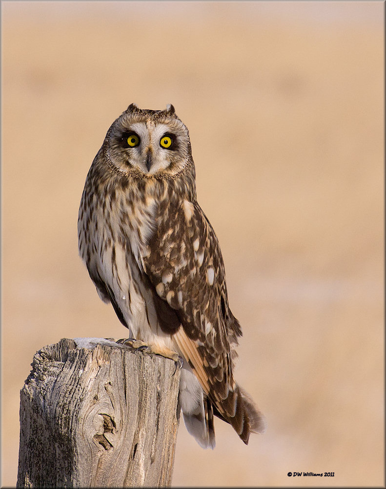 Short-eared Owl
