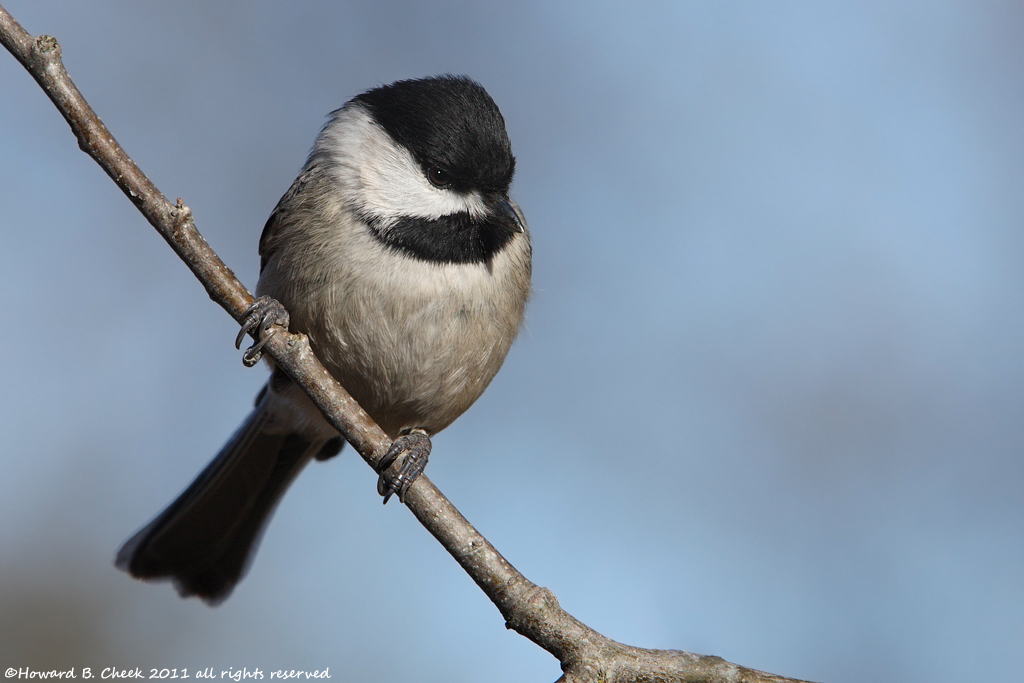 Black-capped Chickadee