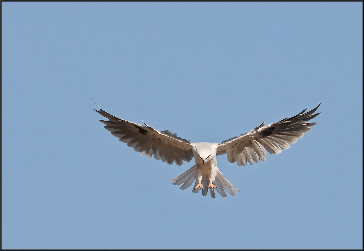 White-Tailed Kite 