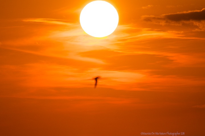 Icarus' Flight