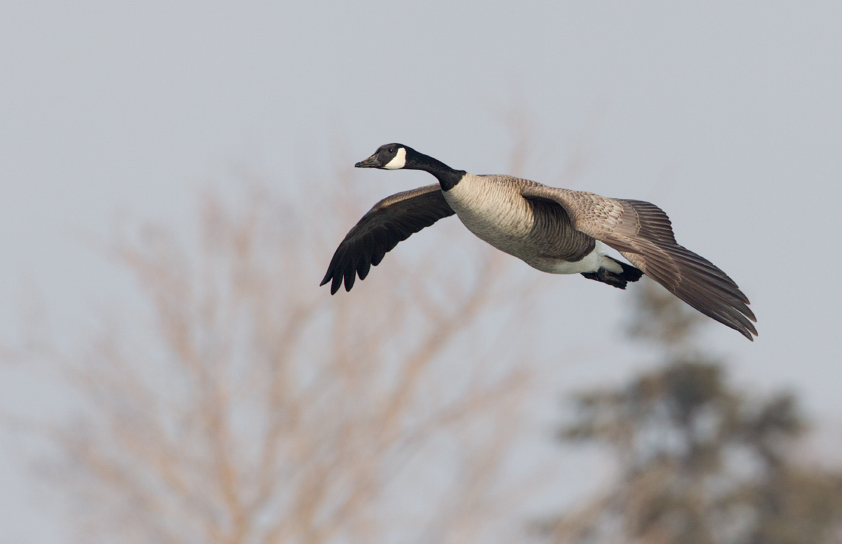 Canada goose