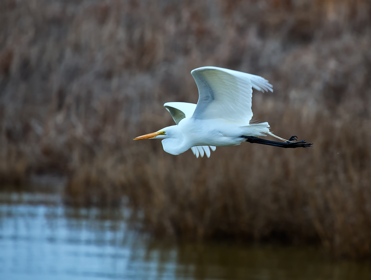 Egret Takes Flight