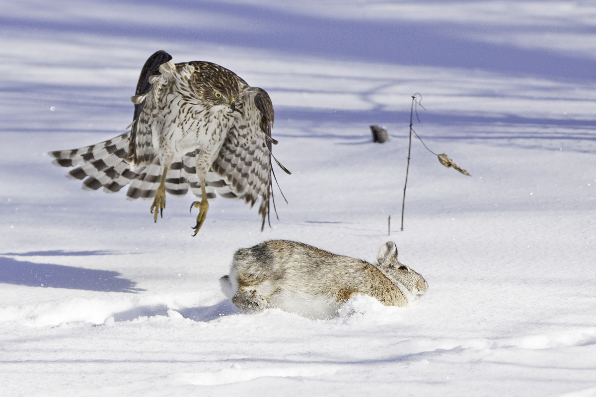 Cooper's vs Cottontail 