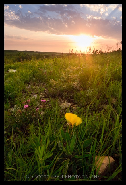 Primrose on the Prairie