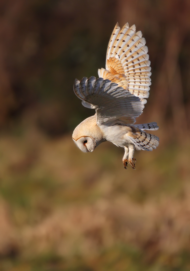 Barn Owl