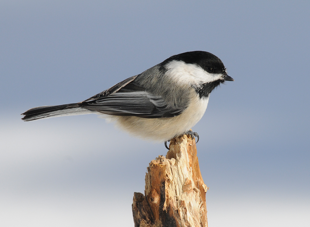 Quebec Chickadee