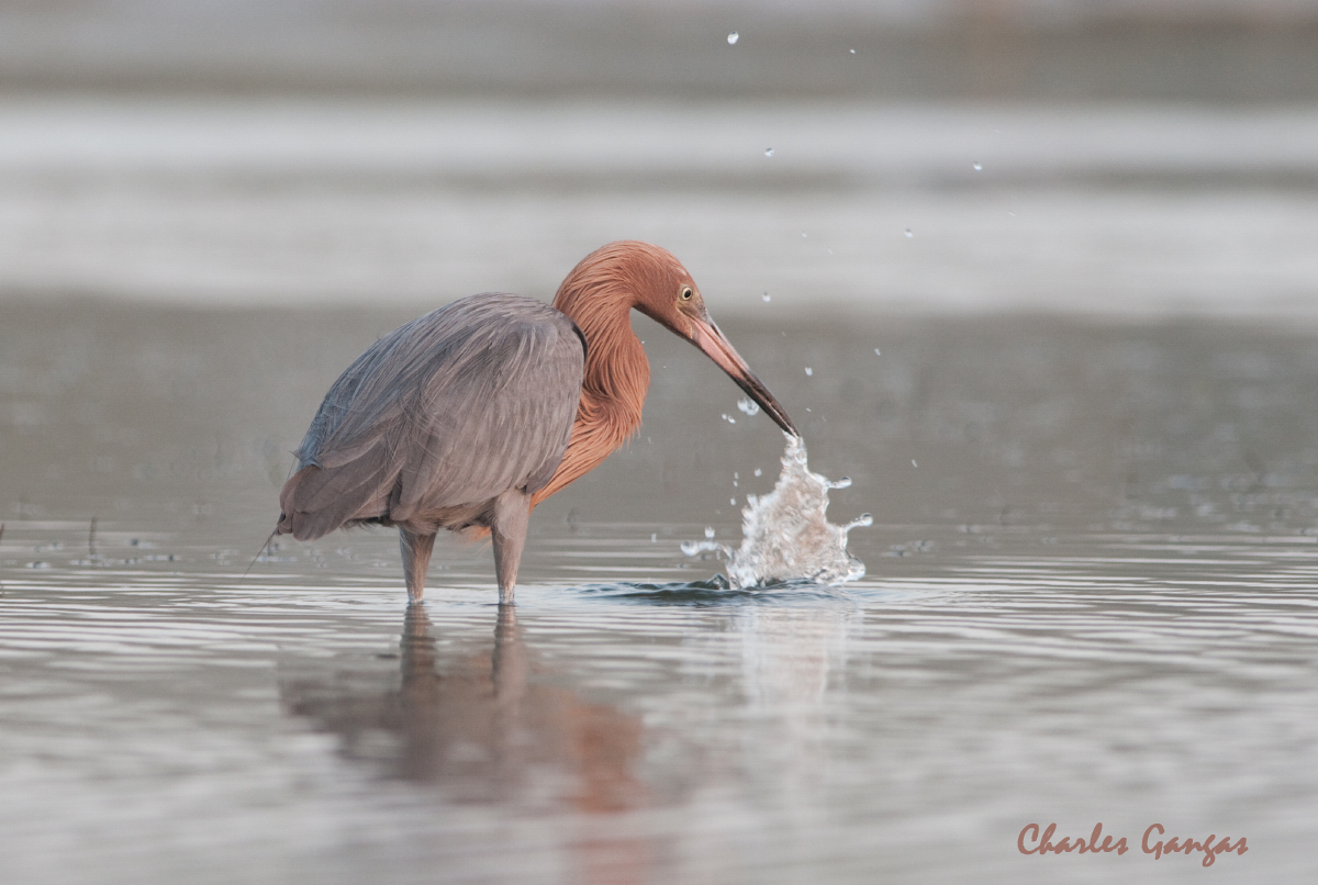 Reddish...fishing
