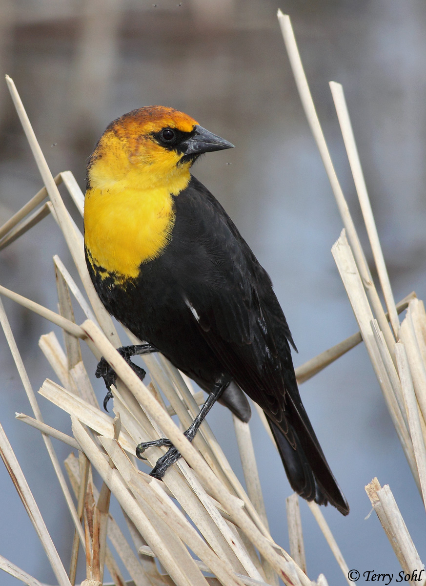 Yellow-headed Blackbird