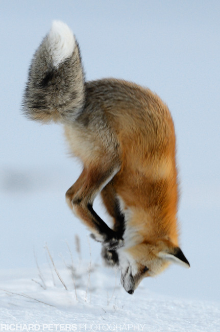 Red Fox, Mousing