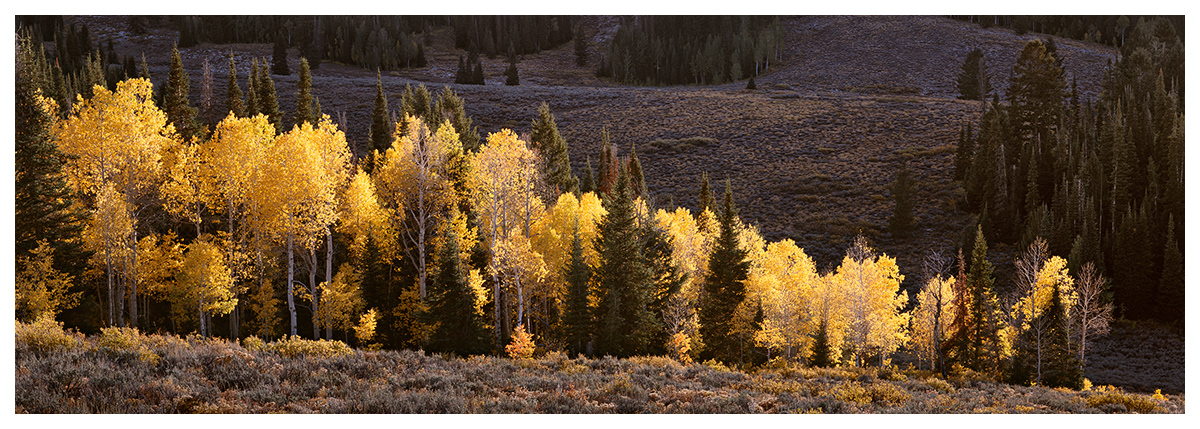 Golden Graces