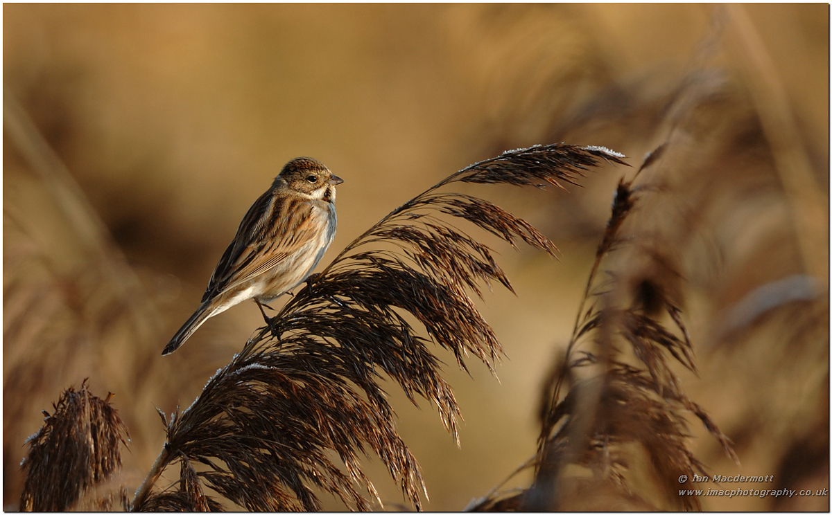 Morning Reed Bunting