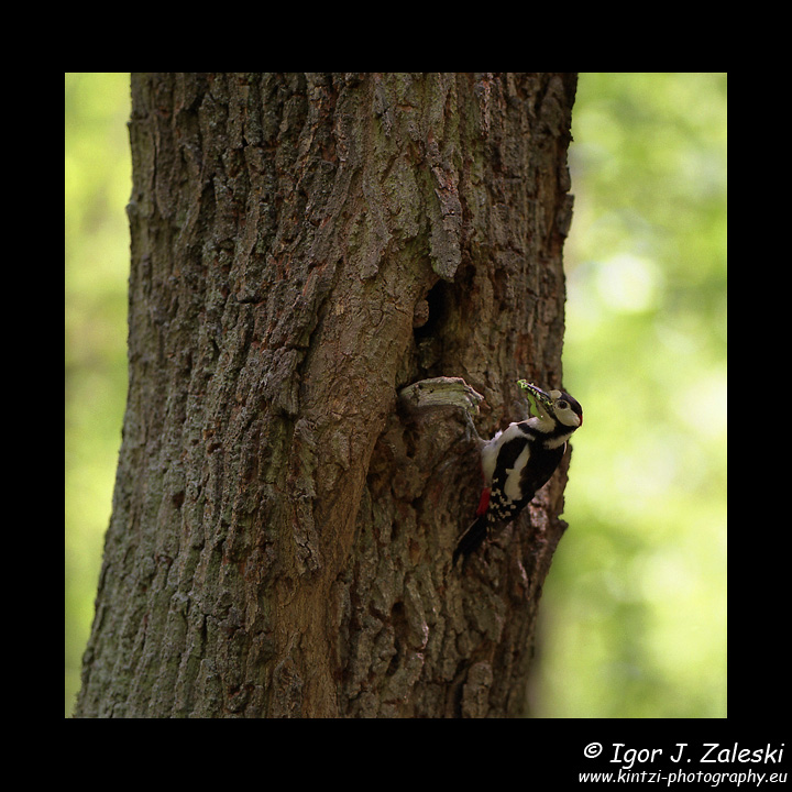 Woodpecker