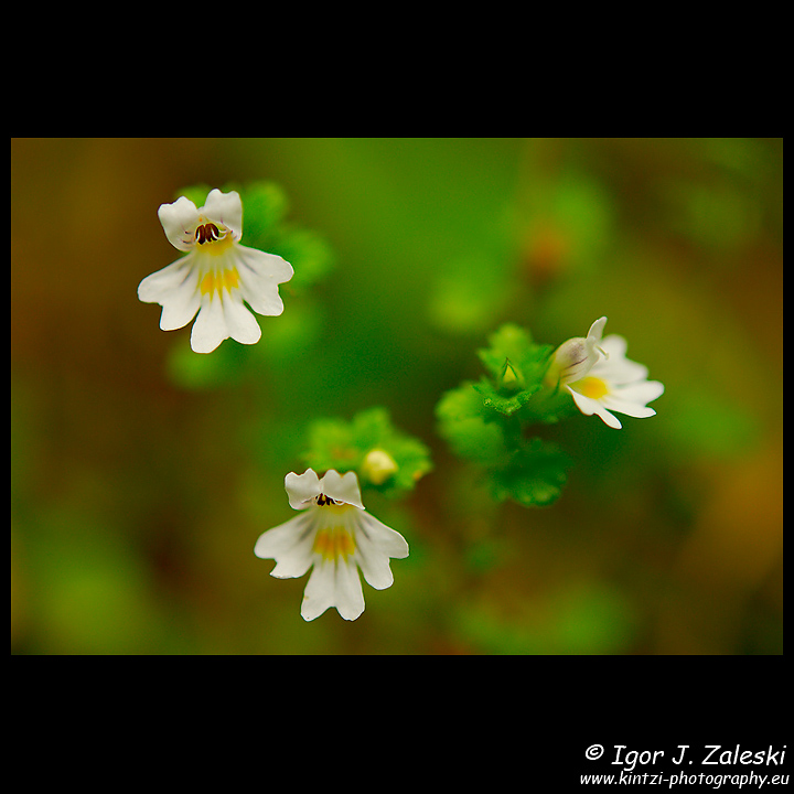 Euphrasia tatrae