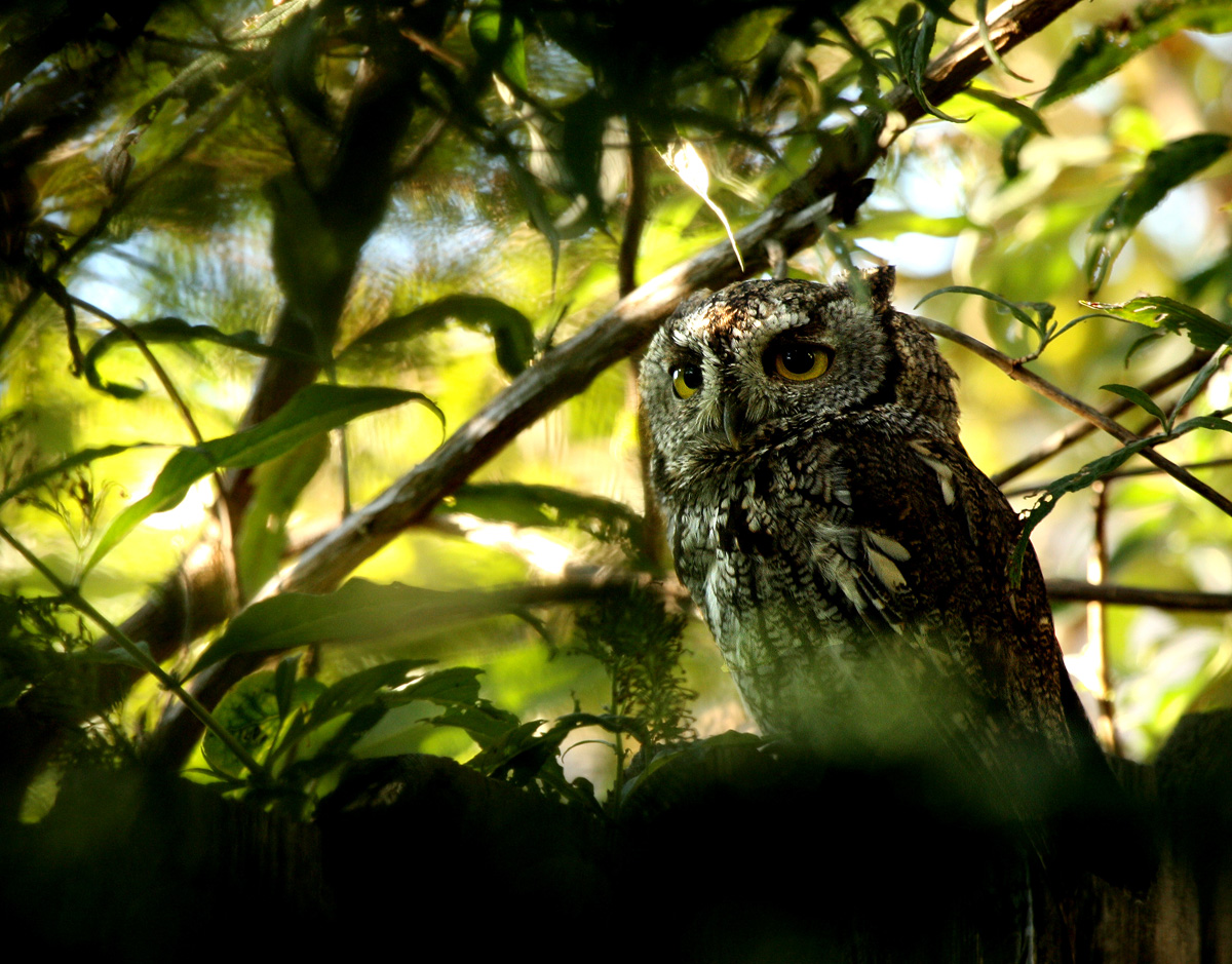 W. Screech Owl