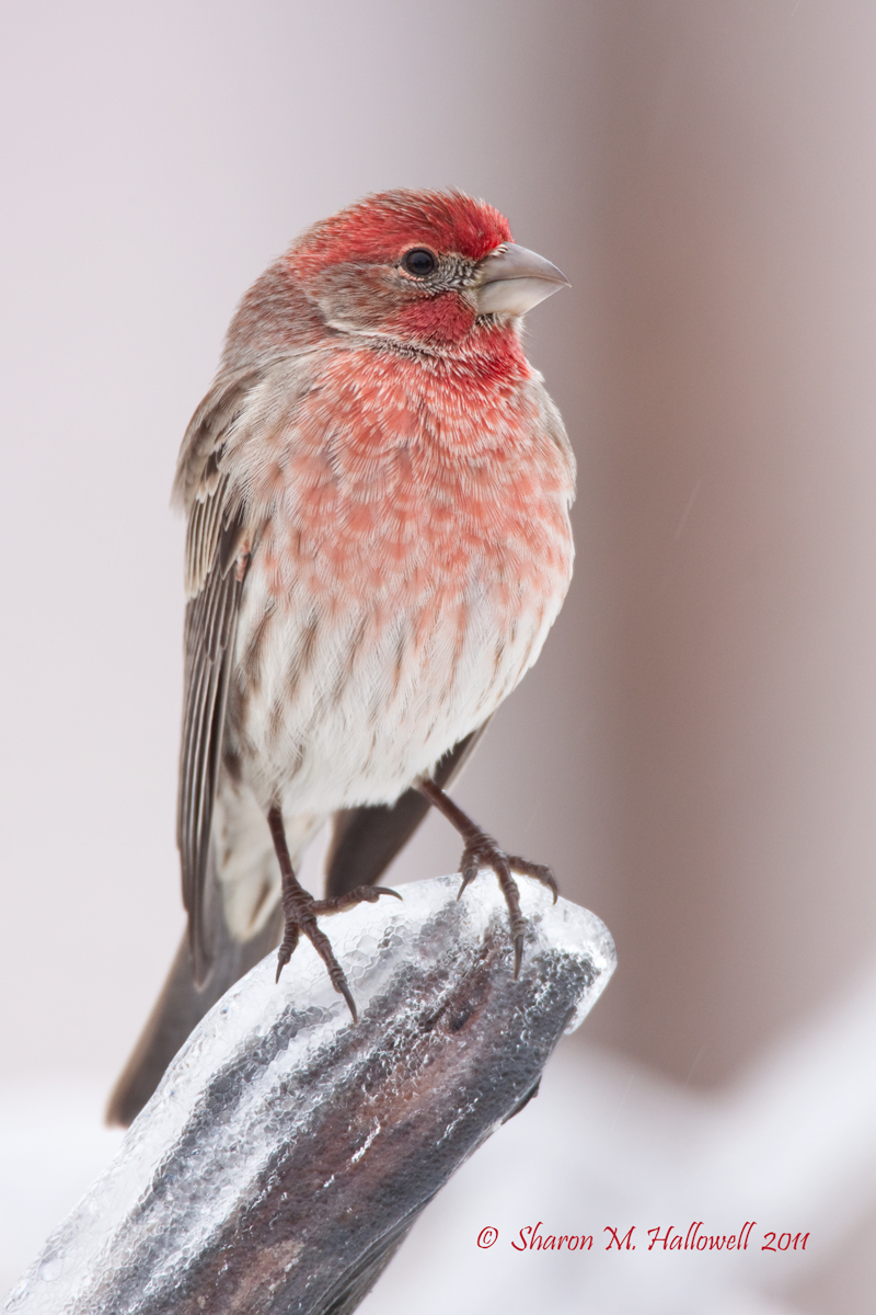 House Finch