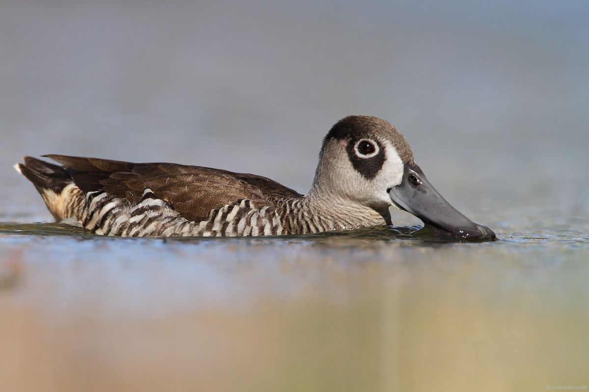 Pink-eared Duck