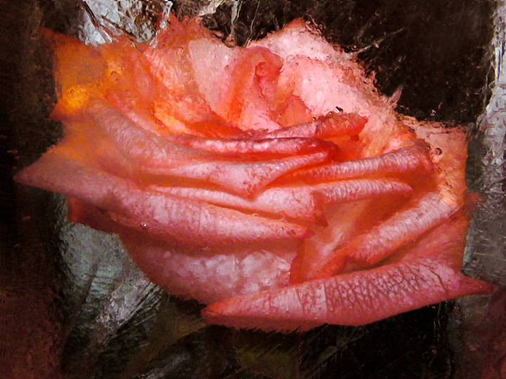 Chilly Rose 2