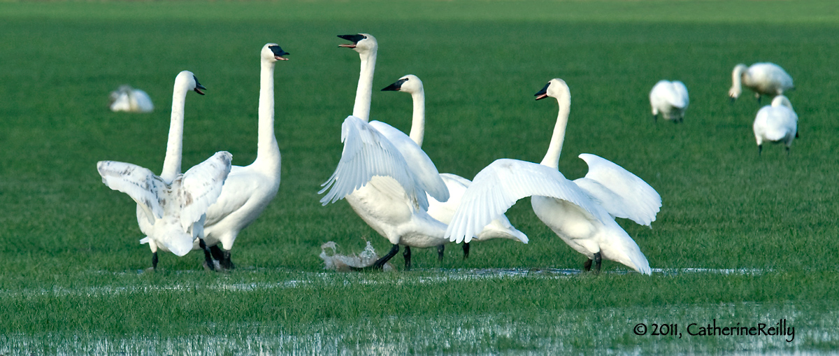 Swans in a Flap