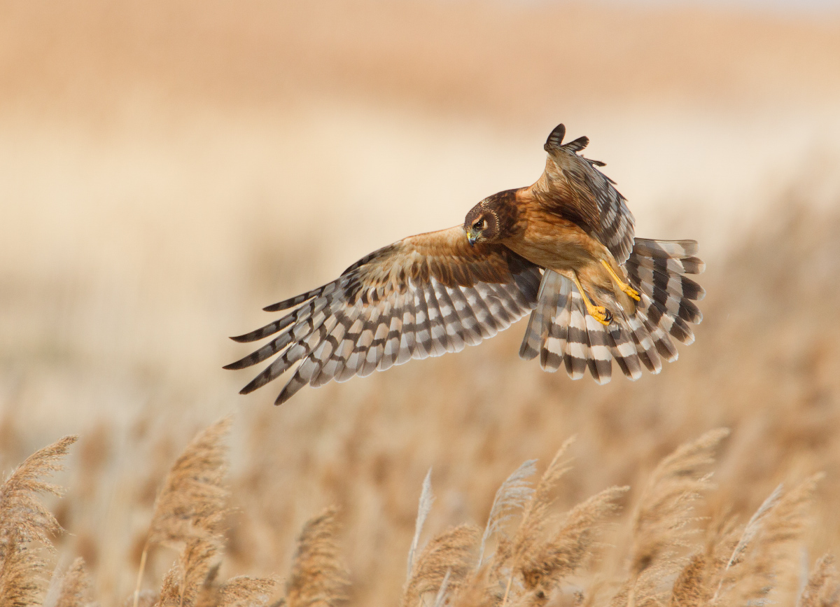 Northern harrier