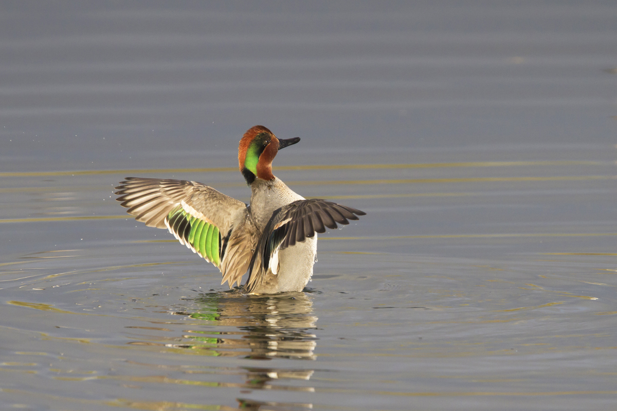 Green-winged Teal