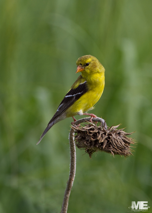 American Goldfinch