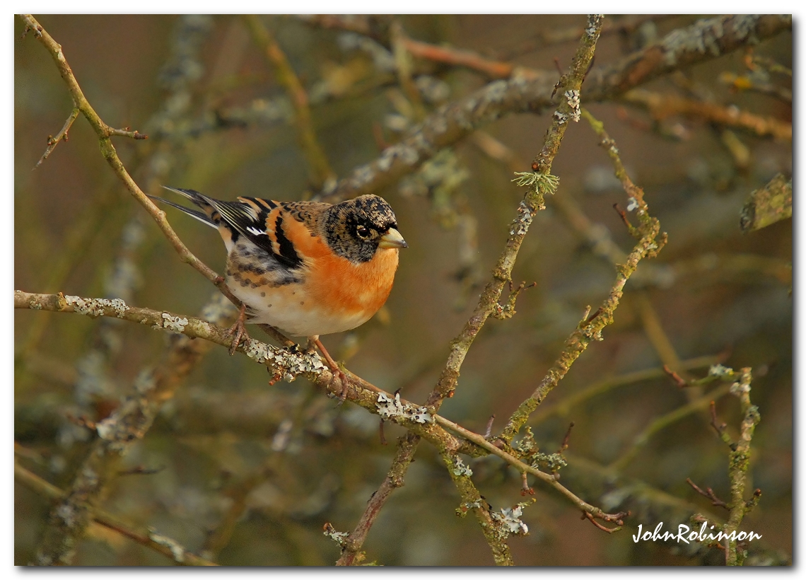 Bramblingin a bush