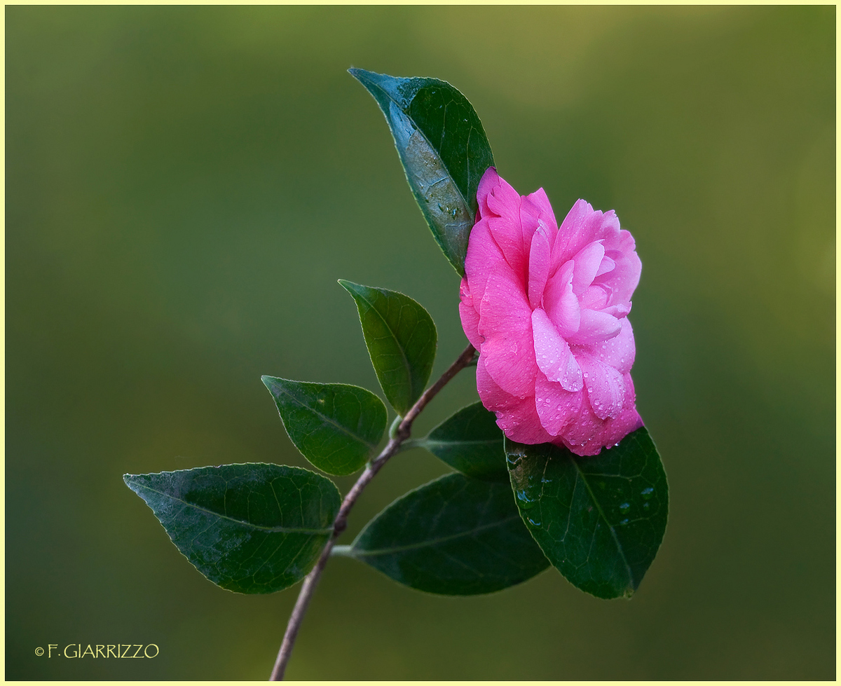 Camellia