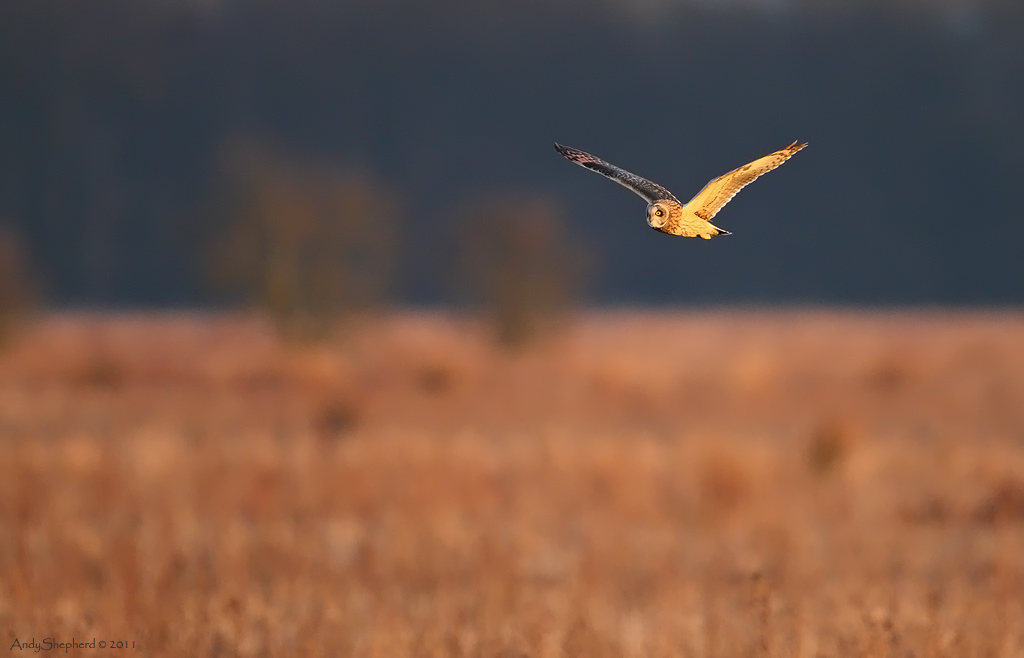Short-eared Owl at dusk