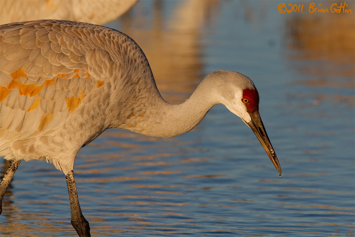 Crane Portrait