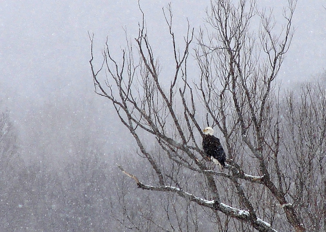 A Winter's Perch +pano