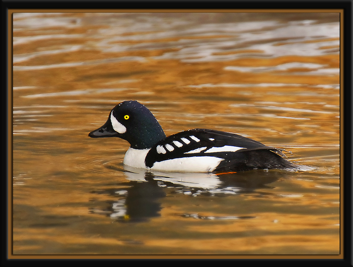 Barrow's Goldeneye