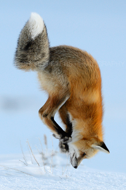 Red Fox mousing