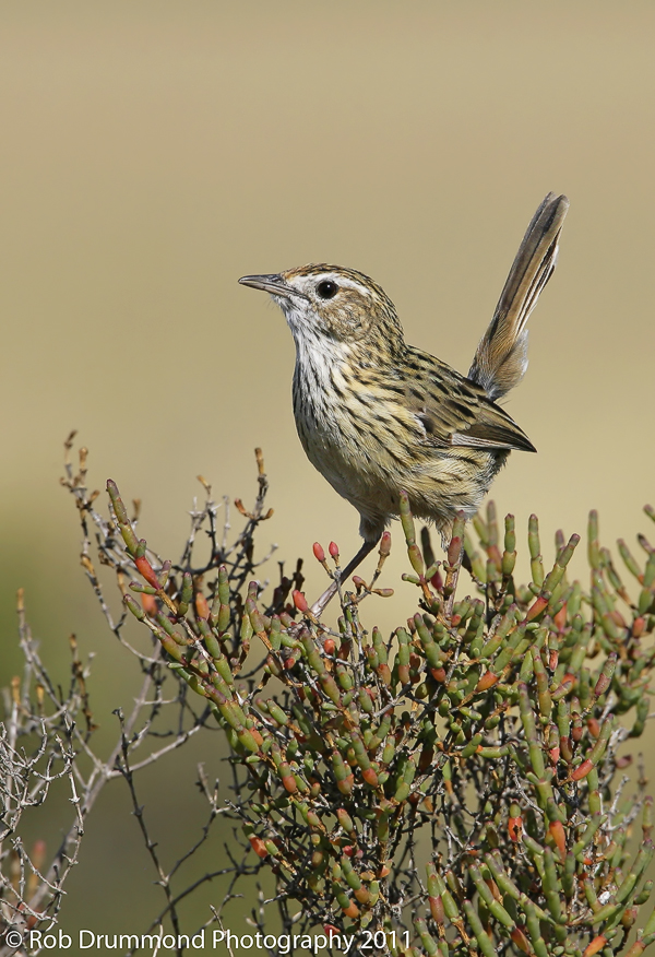 Striated Fieldwren