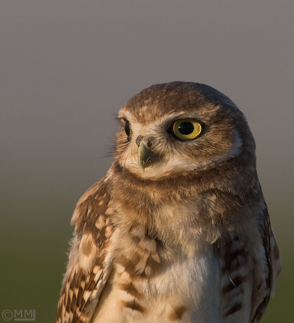 Burrowing Owl juvenile