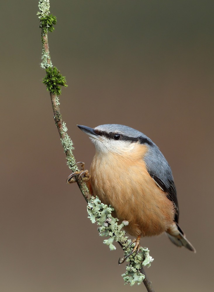 Nuthatch
