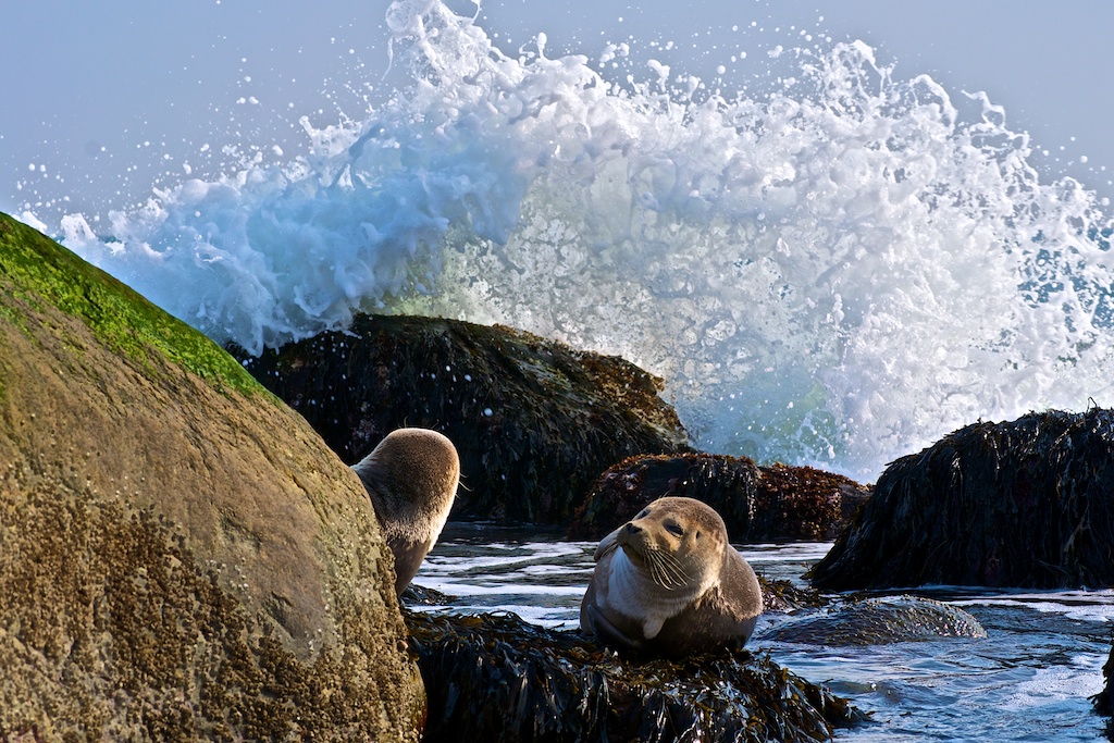 WAVE!