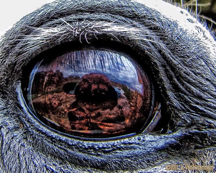 WC468 Window To His Soul