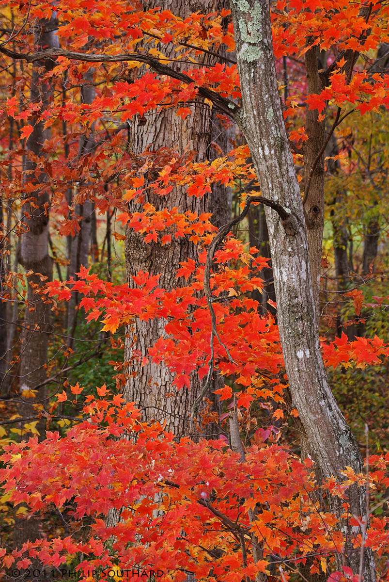 More Maples