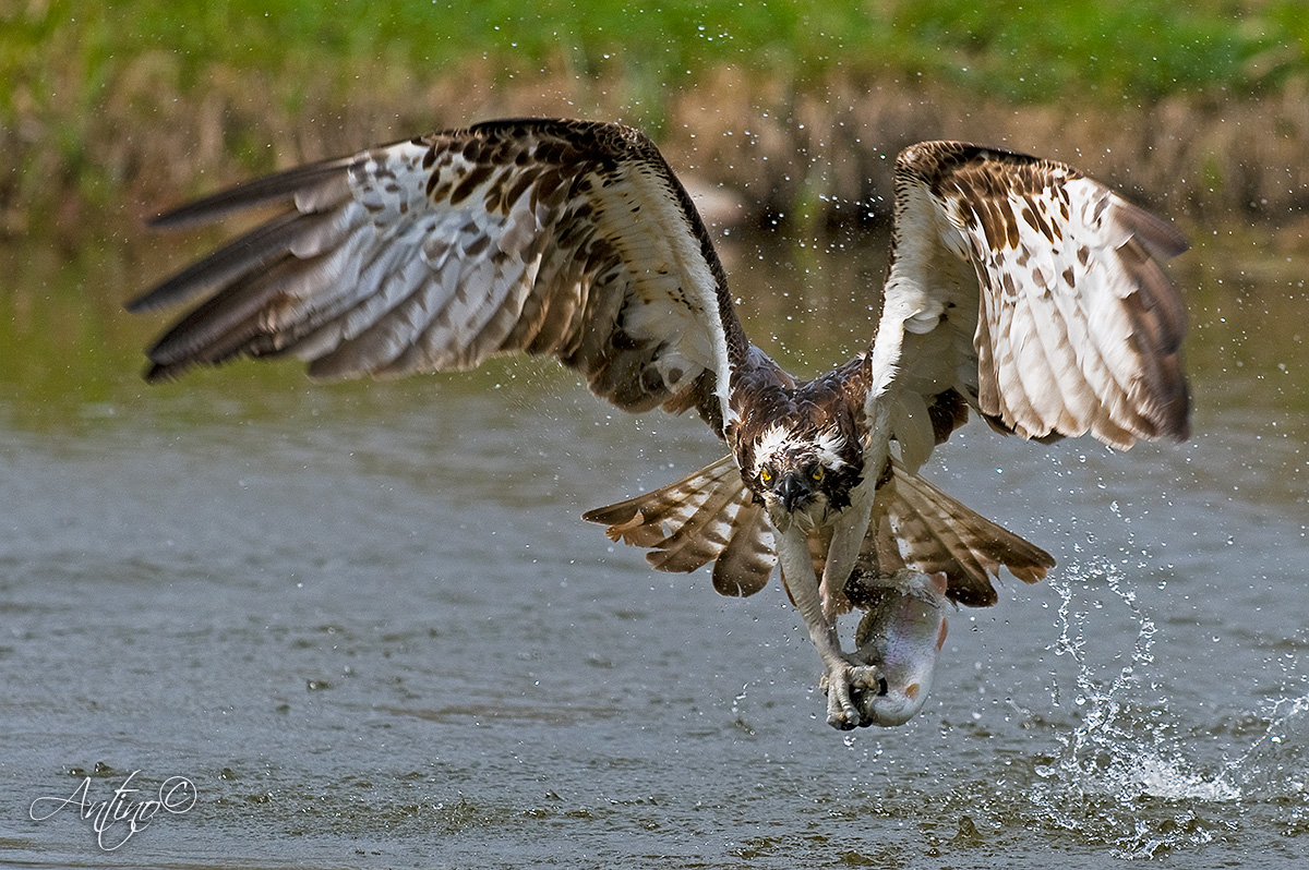 Osprey