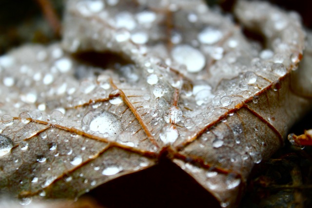 Cold Dew