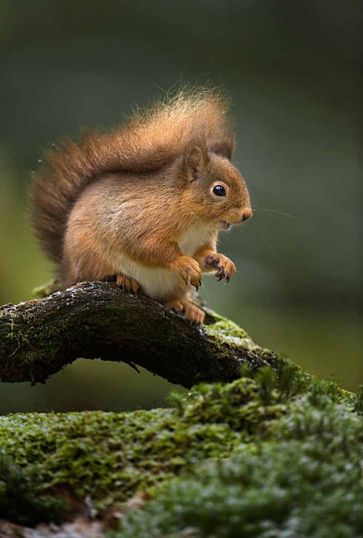 English Red Squirrel 