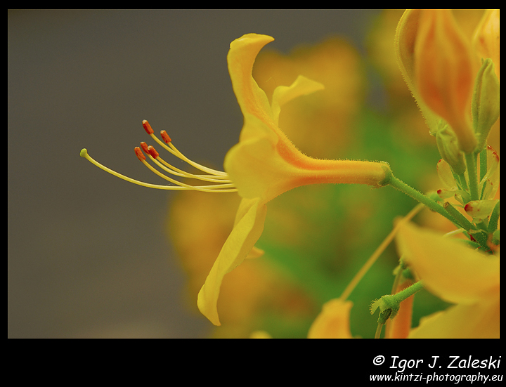 Rhododendron luteum
