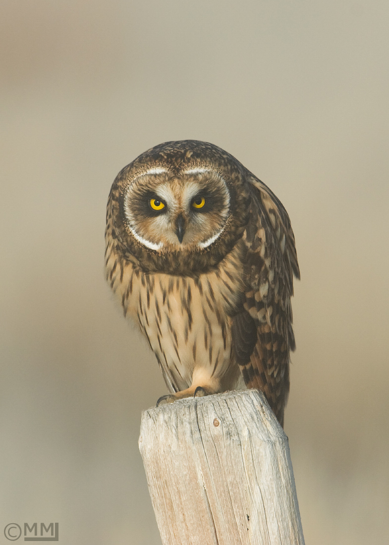 WC#468 Short-eared Owl